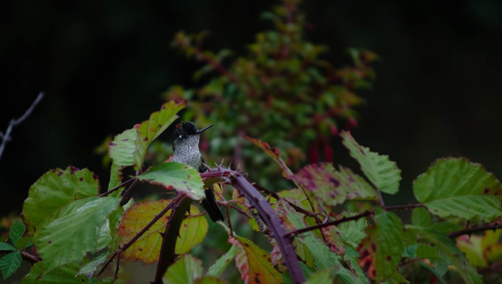 Flora y fauna local se puede ver en alto biobio